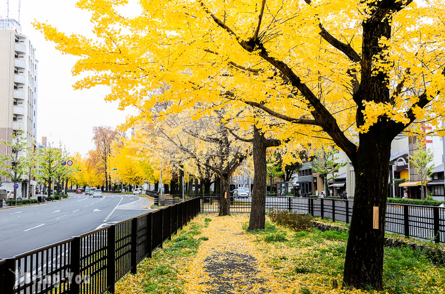 堀川通銀杏大道