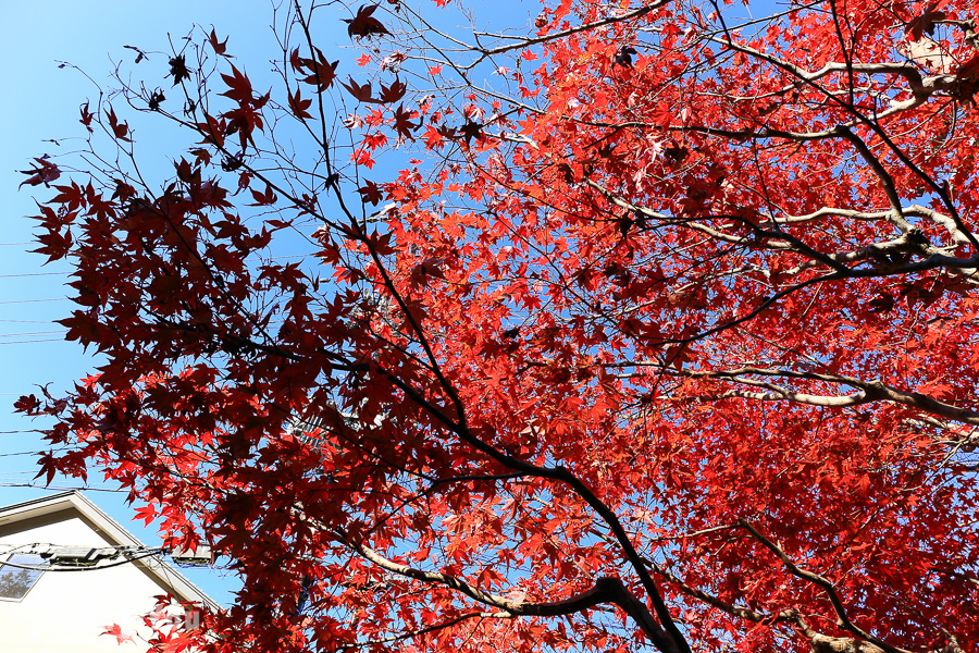 京都瑠璃光院楓紅