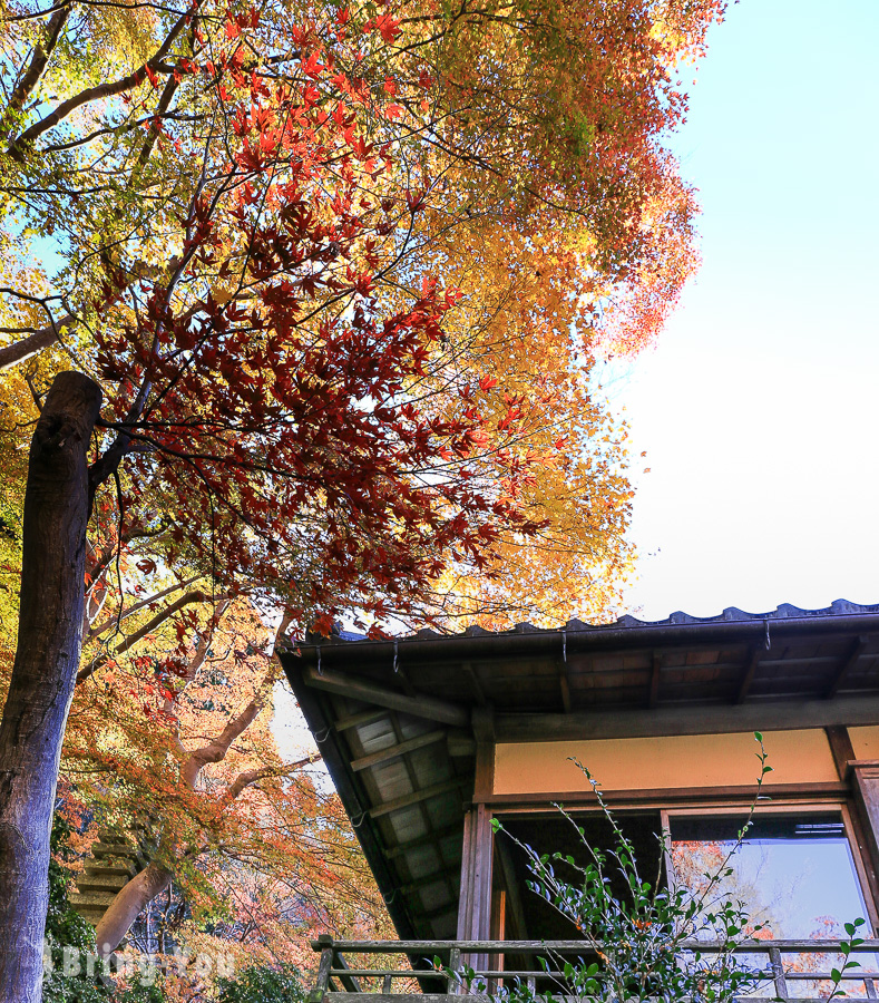 京都瑠璃光院楓紅