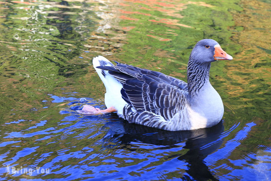 由布院金鳞湖