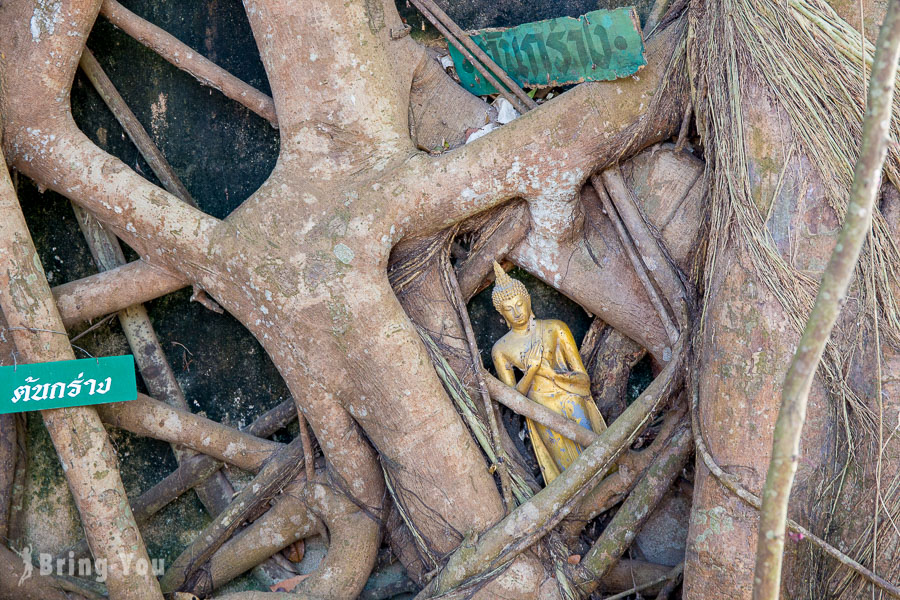 泰國樹中廟
