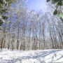 【日本秘境】十日町市松之山「美人林」的雪國夢幻森林美景｜新潟景點