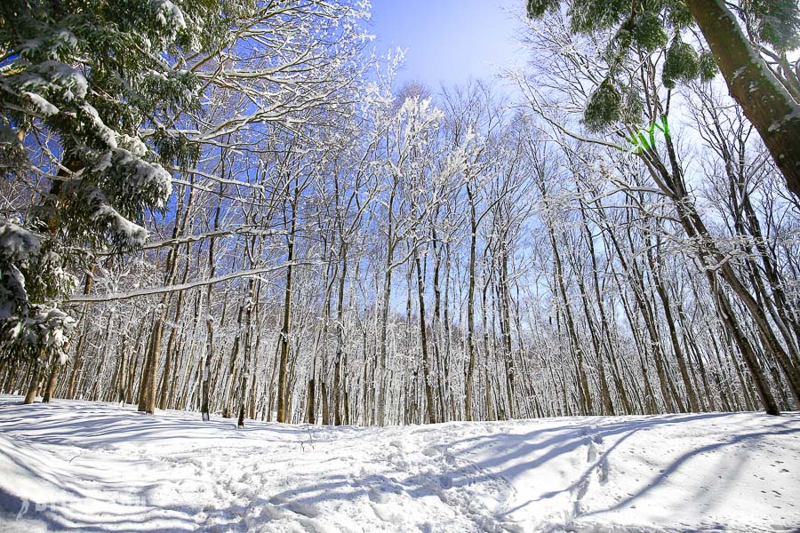 【日本秘境】十日町市松之山「美人林」的雪國夢幻森林美景｜新潟景點