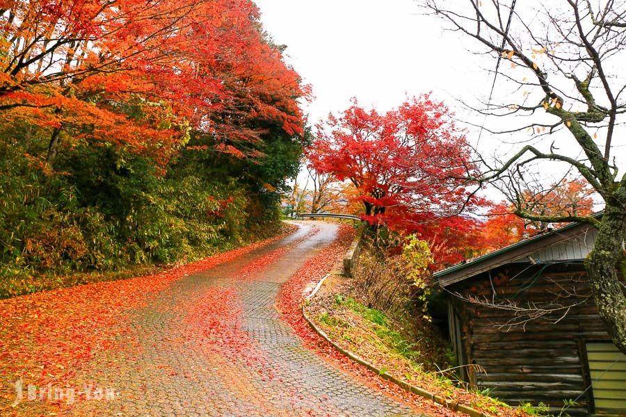 伞松公园