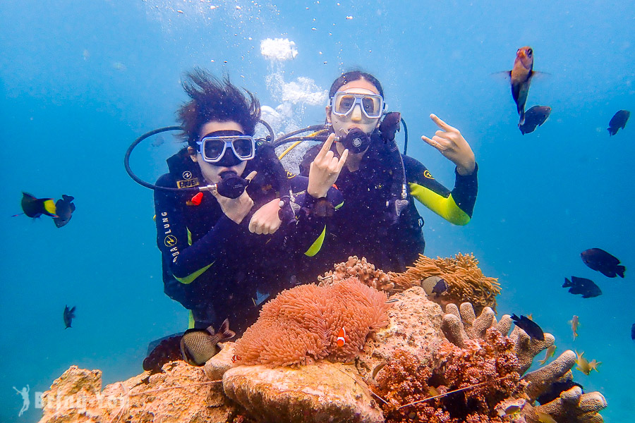 【長灘島潛水】悠遊海底世界，一覽底棲生物的日常