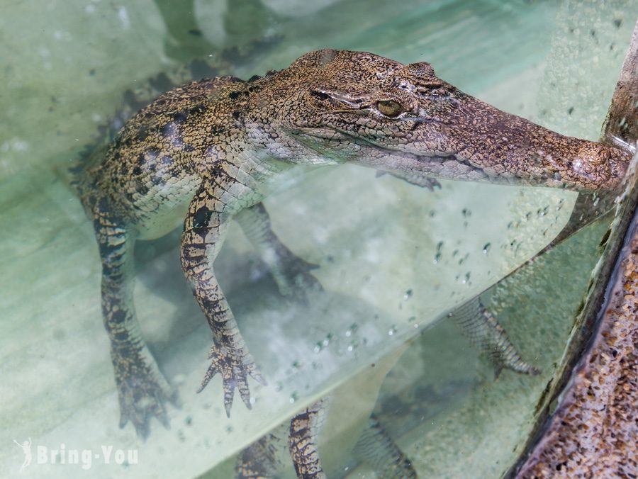 蘭卡威鱷魚公園