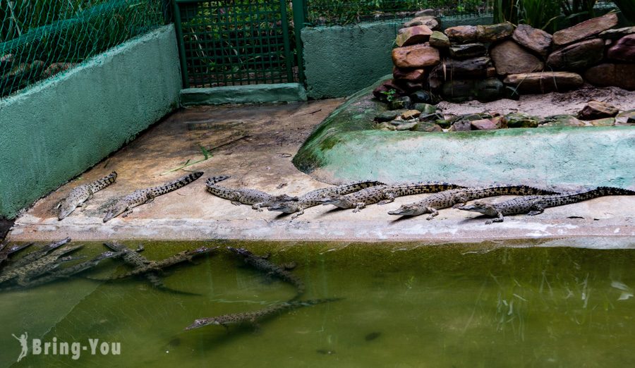 蘭卡威鱷魚公園