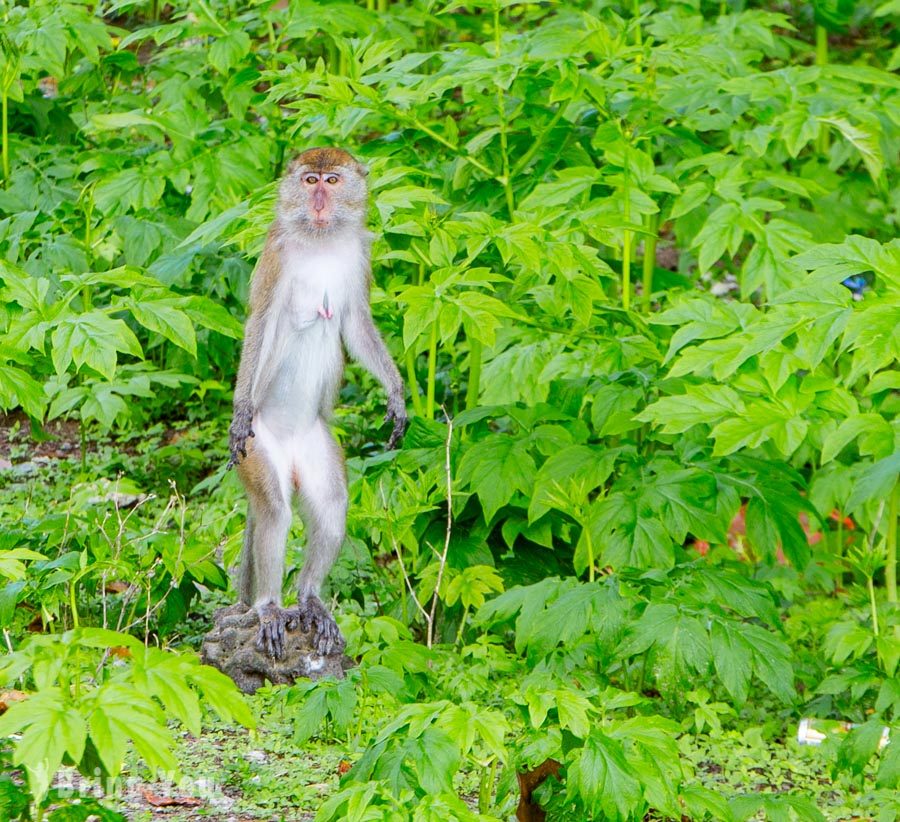 湿米岛