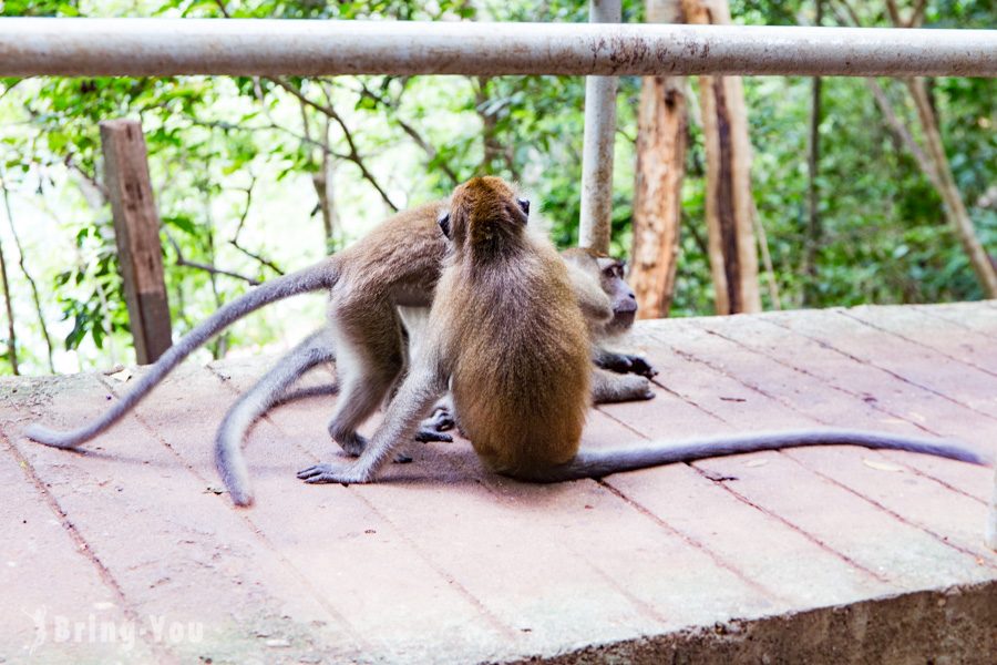 孕婦島 Pulau Dayang Bunting