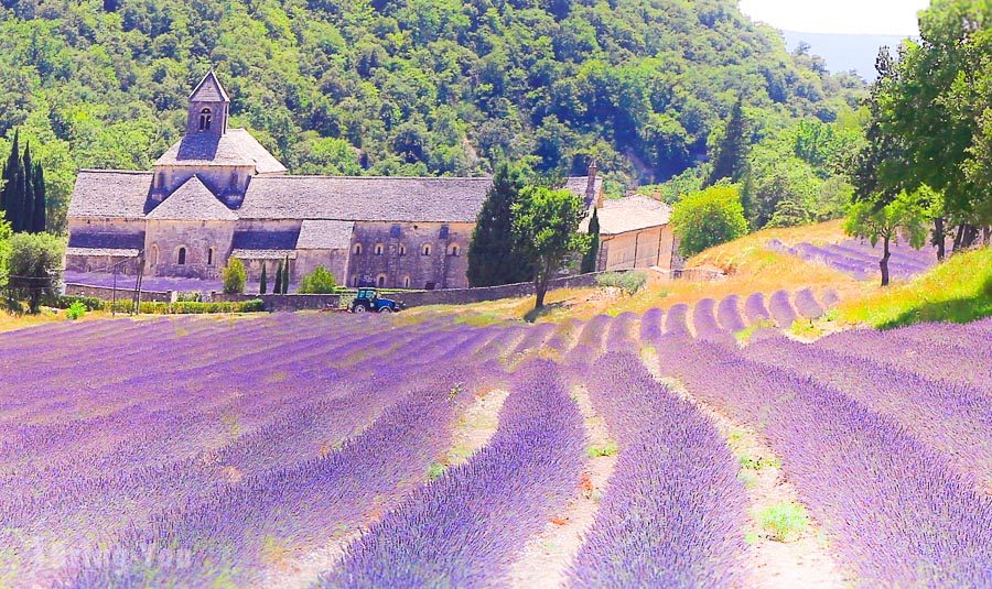 塞南克修道院(Abbaye de Senanque)
