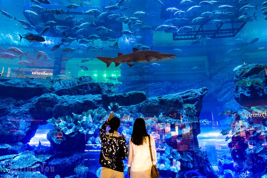 杜拜水族館與水下動物園
