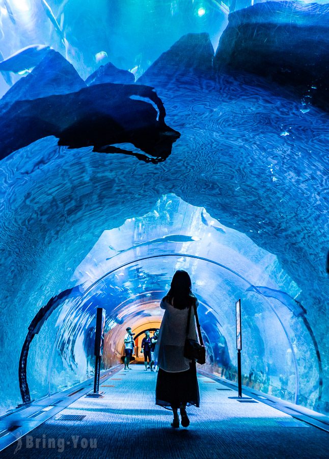 杜拜水族館與水下動物園