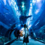 2025 杜拜購物中心怎麼逛？Dubai Mall 必看杜拜水族館、美食餐廳推薦、音樂噴泉攻略