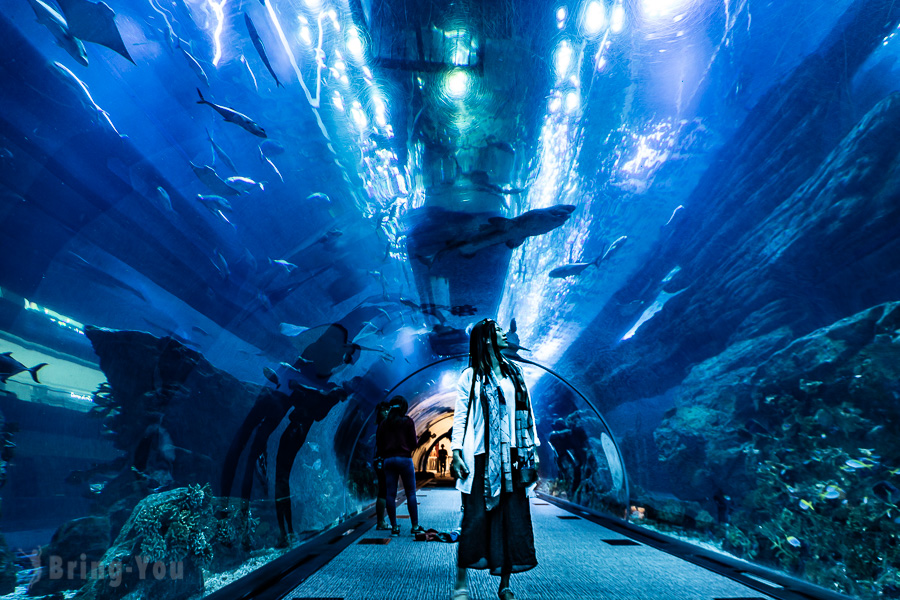 2025 杜拜購物中心怎麼逛？Dubai Mall 必看杜拜水族館、美食餐廳推薦、音樂噴泉攻略