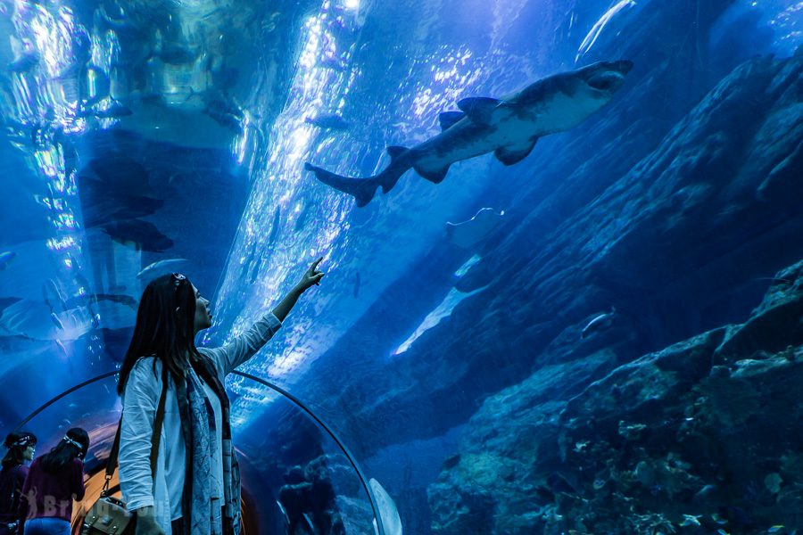 杜拜水族馆与水下动物园