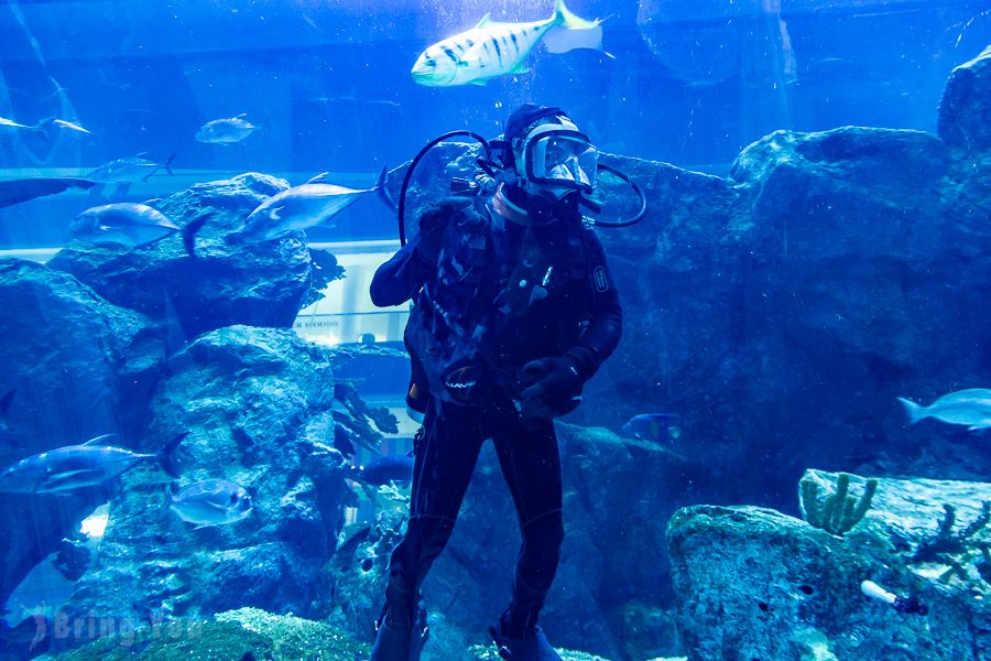 杜拜水族館與水下動物園