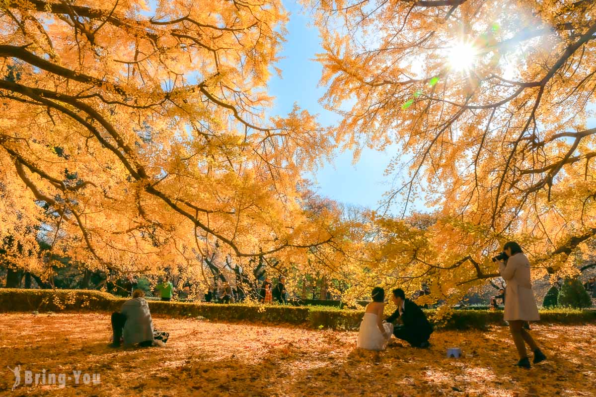 【東京賞楓必去九大景點推薦】2024 日本賞楓情報/銀杏/夜楓時間預測最前線 & 地點攻略