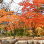 【韓國賞楓自由行】10 個首爾楓葉、銀杏景點，紅葉時間預測情報