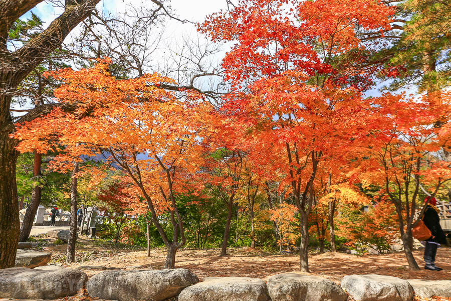 【韩国赏枫自由行】10个首尔枫叶、银杏景点，红叶时间预测情报