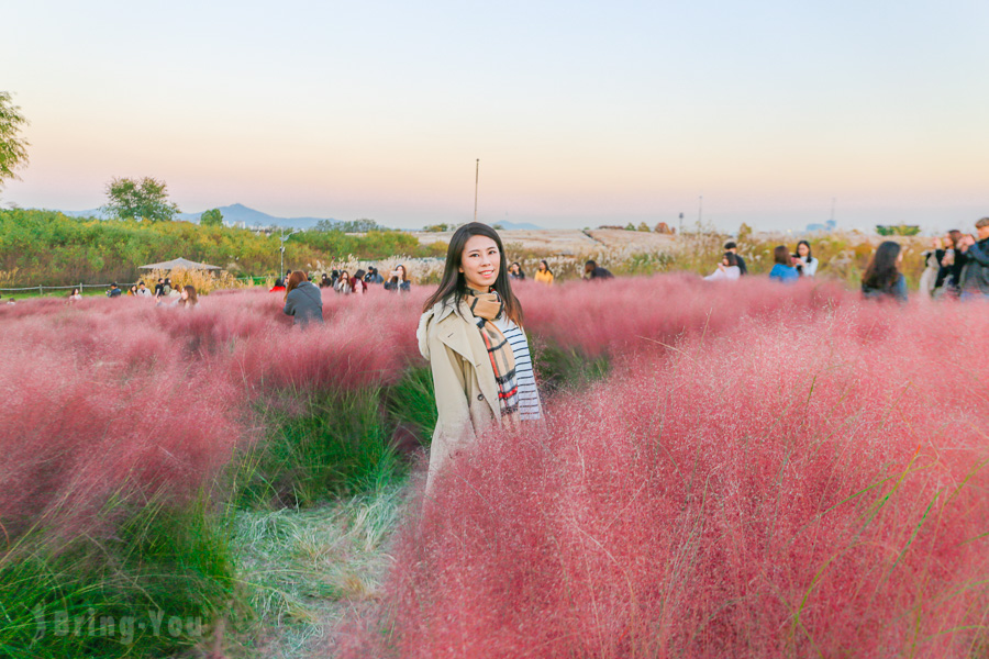 首爾天空公園粉紅黛子草、波波草