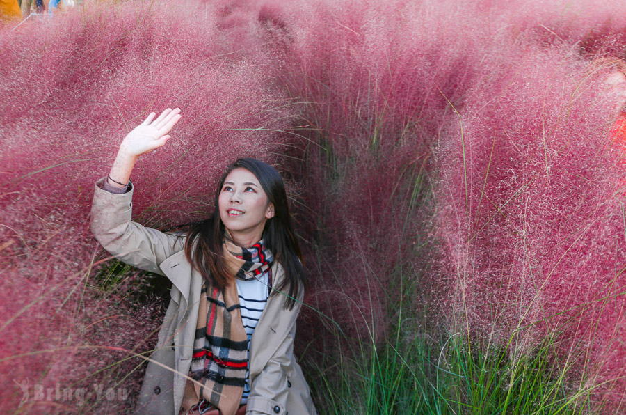 首爾天空公園粉紅黛子草、波波草