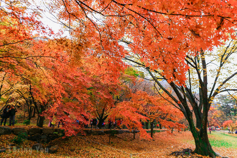 韓國賞楓景點