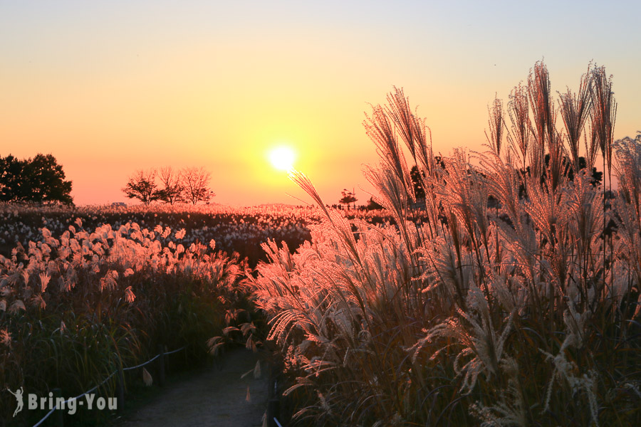 Seoul Haneul Park: A Dreamy Walk in November