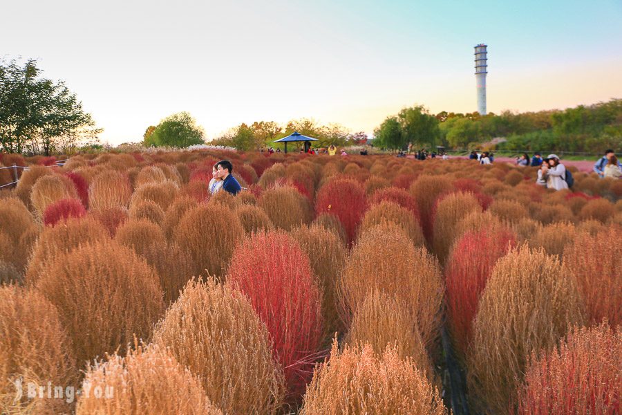 首爾天空公園粉紅黛子草、波波草