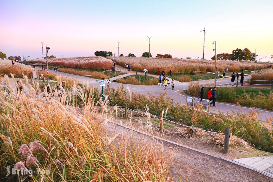 首爾天空公園粉紅黛子草、波波草