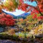 【韓國京畿道】晨靜樹木園，秋天楓葉如夢似幻的韓劇景點