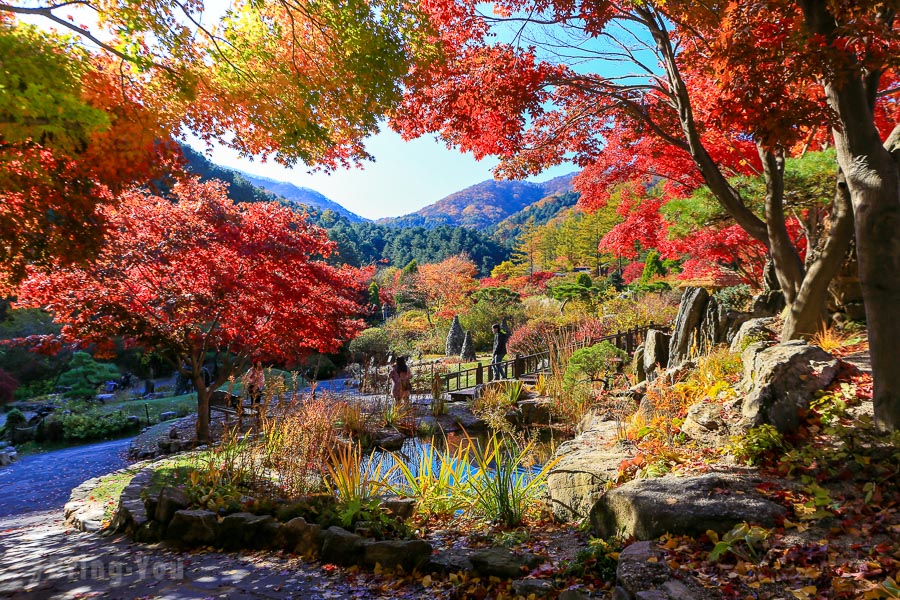 【韓國京畿道】晨靜樹木園，秋天楓葉如夢似幻的韓劇景點