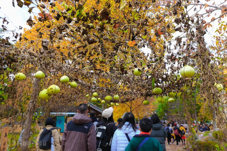 南怡岛景点