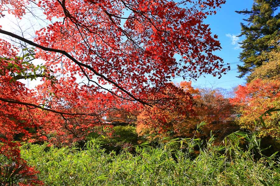 京都瑠璃光院枫叶