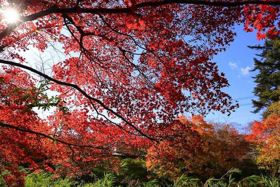 京都瑠璃光院枫叶