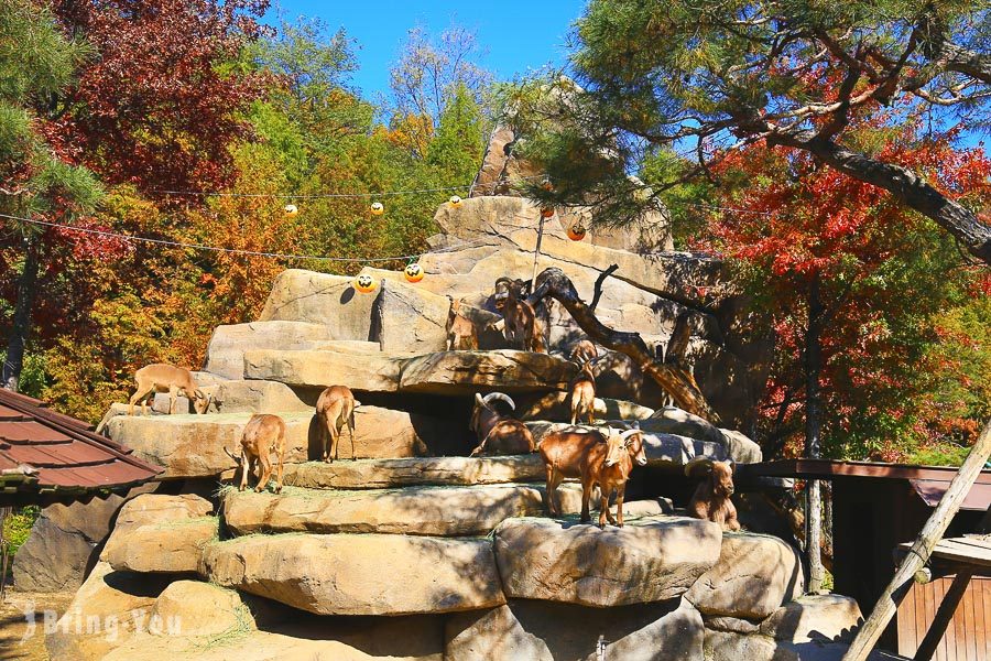 首爾愛寶樂園遺失的峽谷