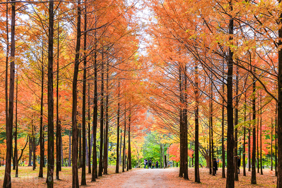 Is It Worth Visiting Nami Island? Here’s How to Plan a Day Trip Like a Pro