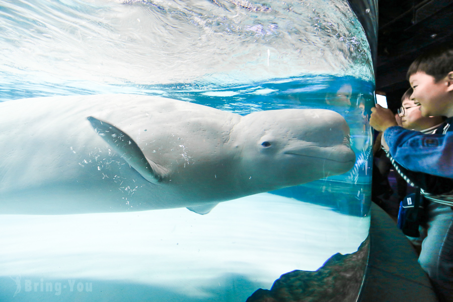 【首爾景點】樂天世界水族館：超萌小白鯨（評價、蠶室站出發交通怎麼去）