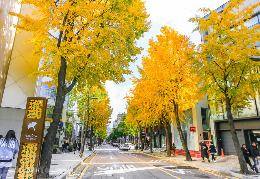 【韓國首爾】江南區購物必逛景點：新沙洞銀杏林蔭大道、江南地下街攻略