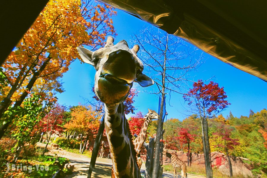 首爾愛寶樂園長頸鹿