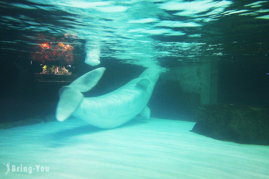 樂天世界水族館