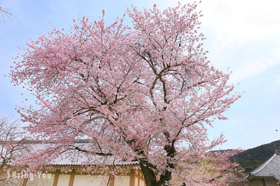 醍醐寺賞櫻