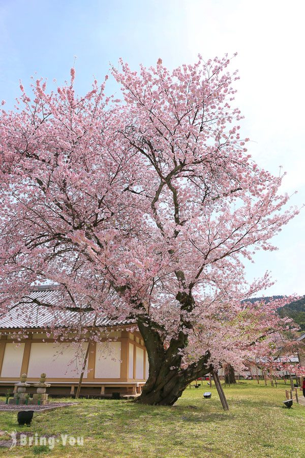 醍醐寺赏樱