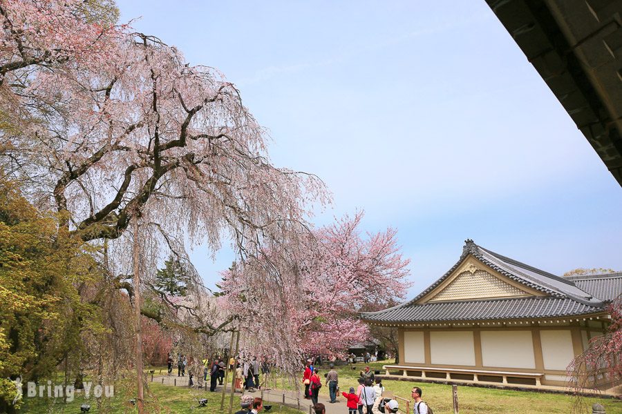 醍醐寺賞櫻