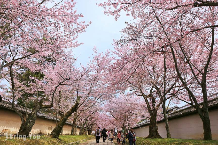 京都赏樱景点