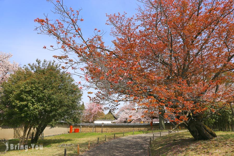 醍醐寺赏樱