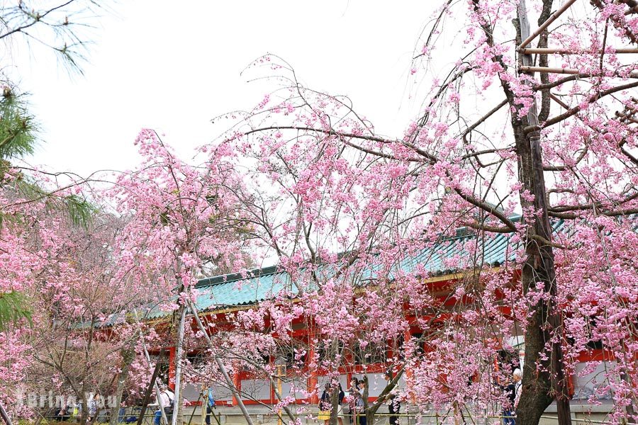 京都平安神宫樱花