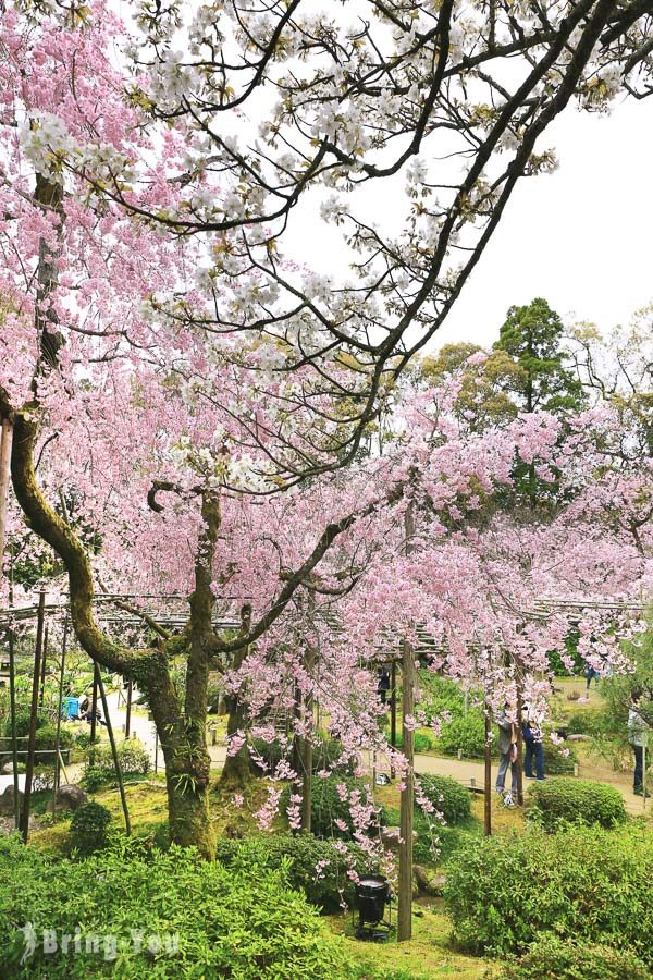 京都平安神宮櫻花