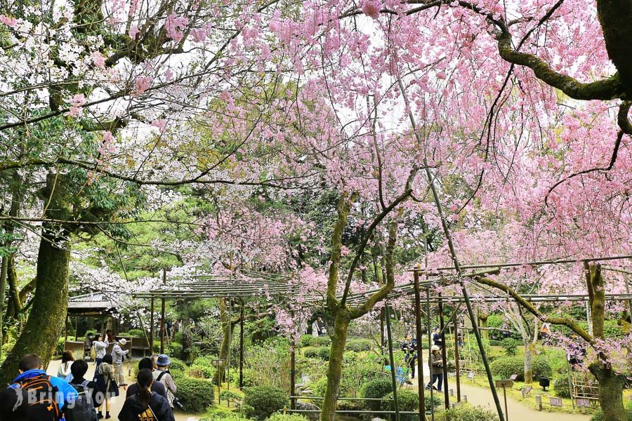 京都賞櫻景點