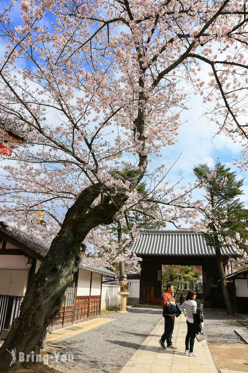 清水寺樱花