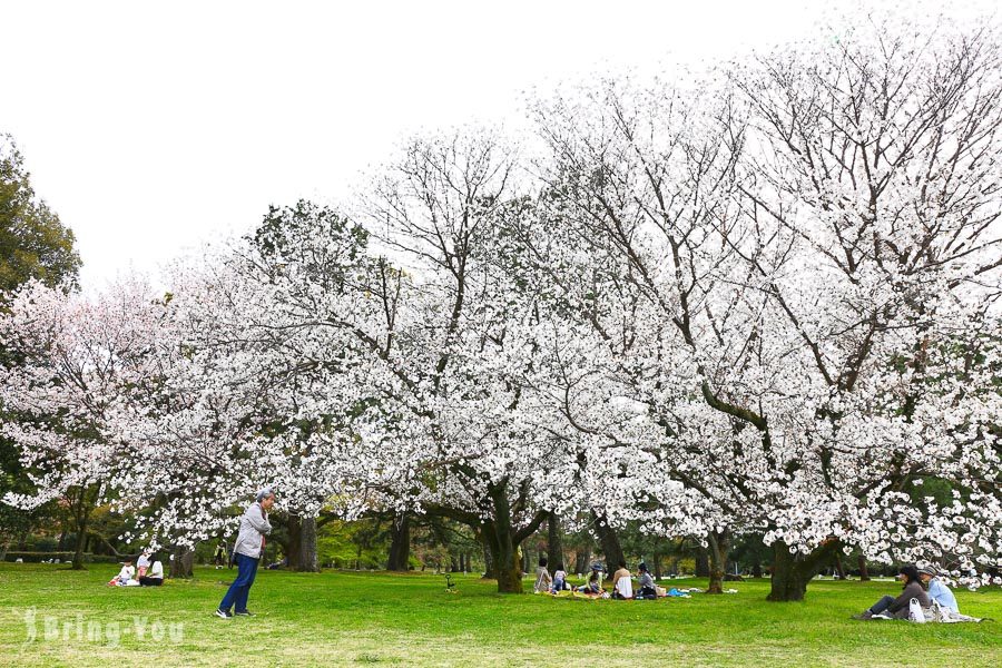 京都赏樱景点